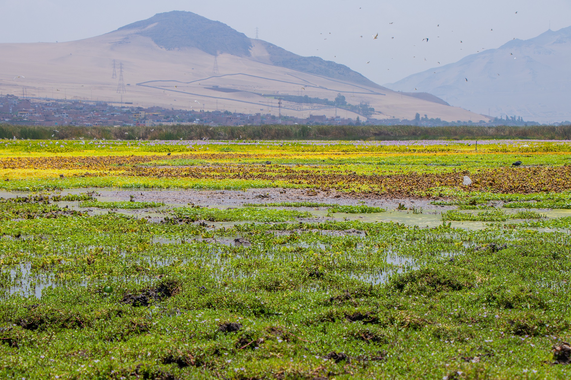Humedales Santa Rosa